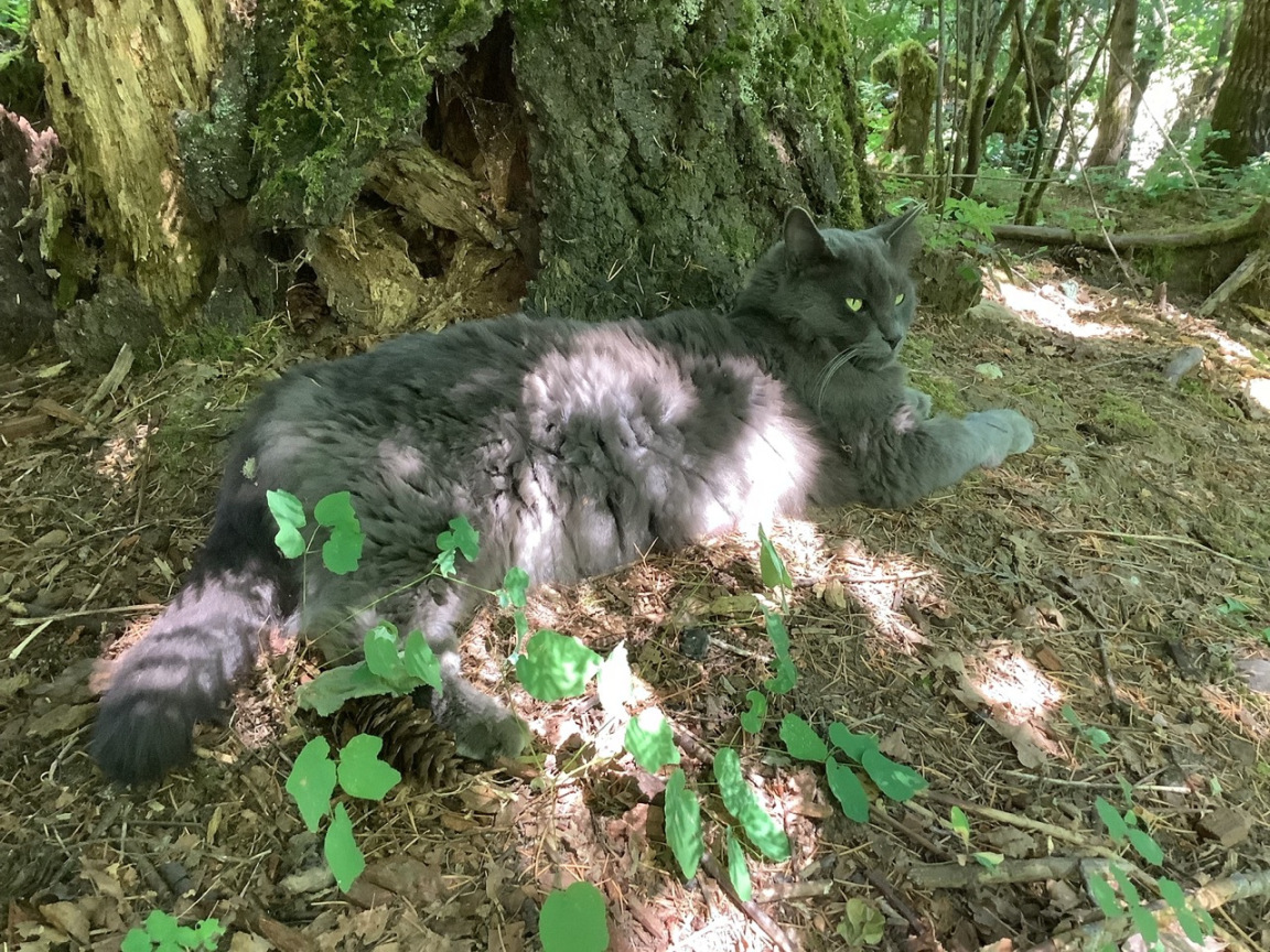 photo of a fluffy grey cat dappled with sunshine lounging on the forest floor